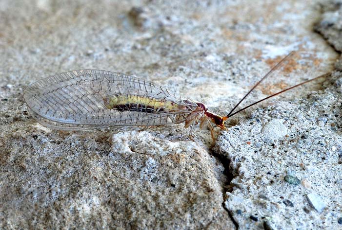 Italochrysa italica